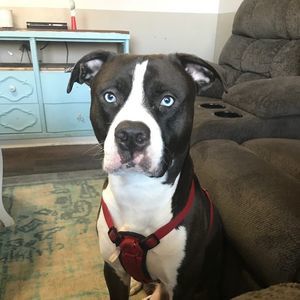 Meet your Posher, Gregory allen